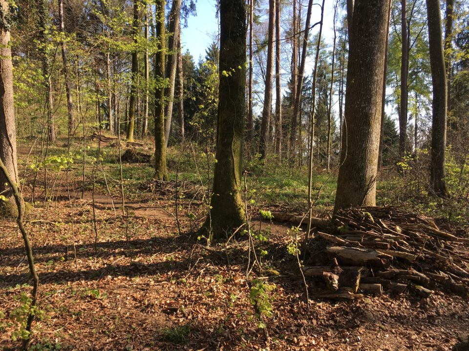 Ruhiger See mit bewaldetem Ufer unter blauem Himmel